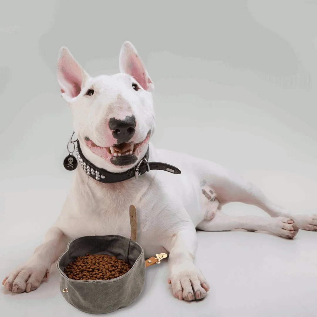 Foldable Travel Dog Bowl